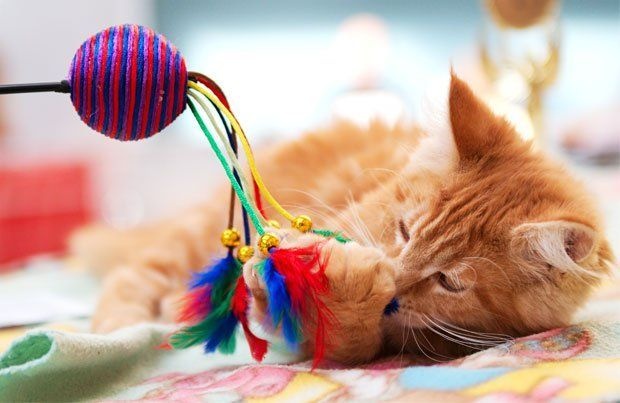 Waarom Speelgoed Belangrijk Is voor Jouw Katten