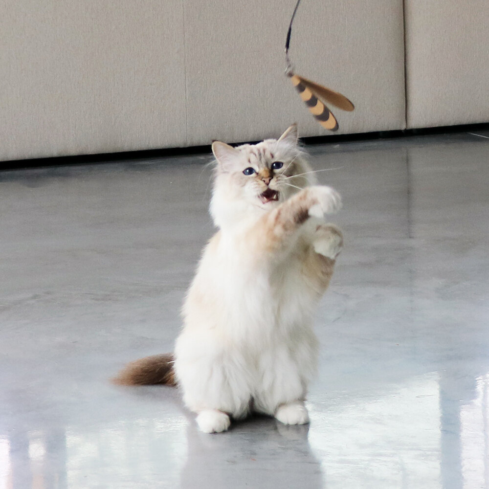 I Love Happy Cats Connor Telescopische Speelhengel