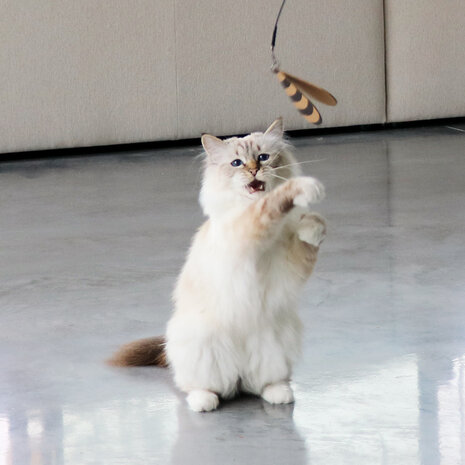 I Love Happy Cats Connor Telescopische Speelhengel