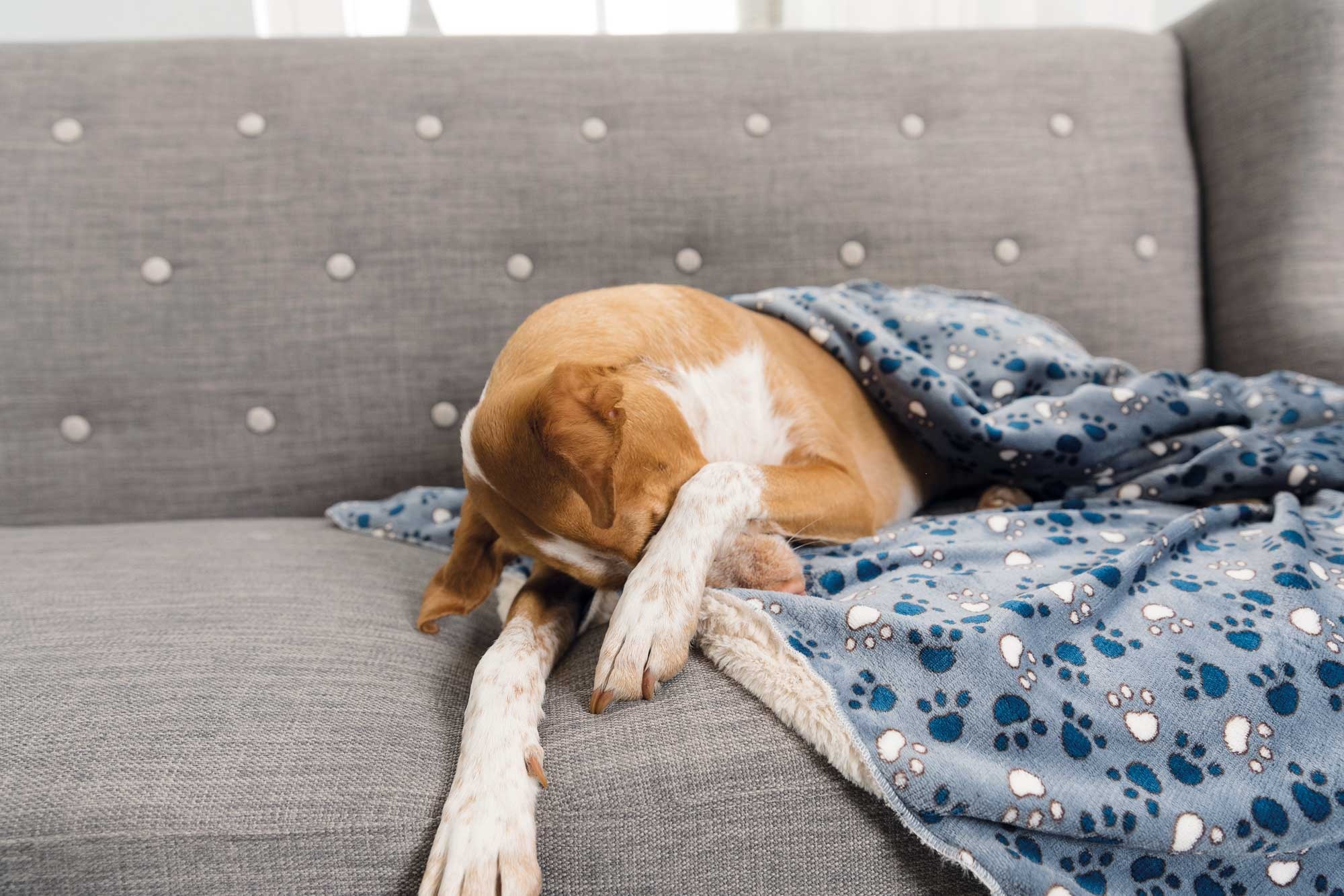 Waarom een hondendeken op de bank onmisbaar is voor elke hondenliefhebber