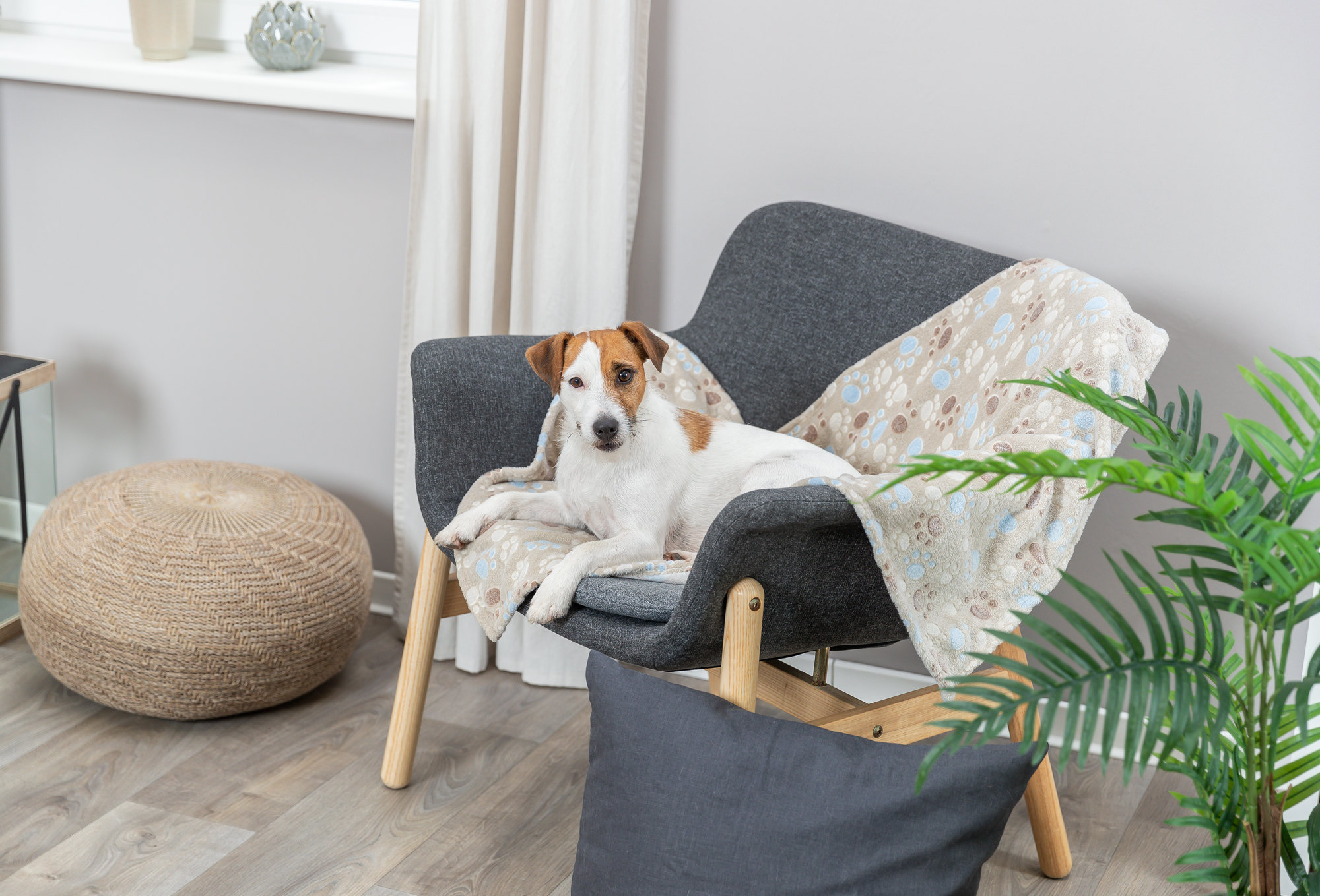 Veelgestelde vragen over hondendekens voor de bank (en de antwoorden!)