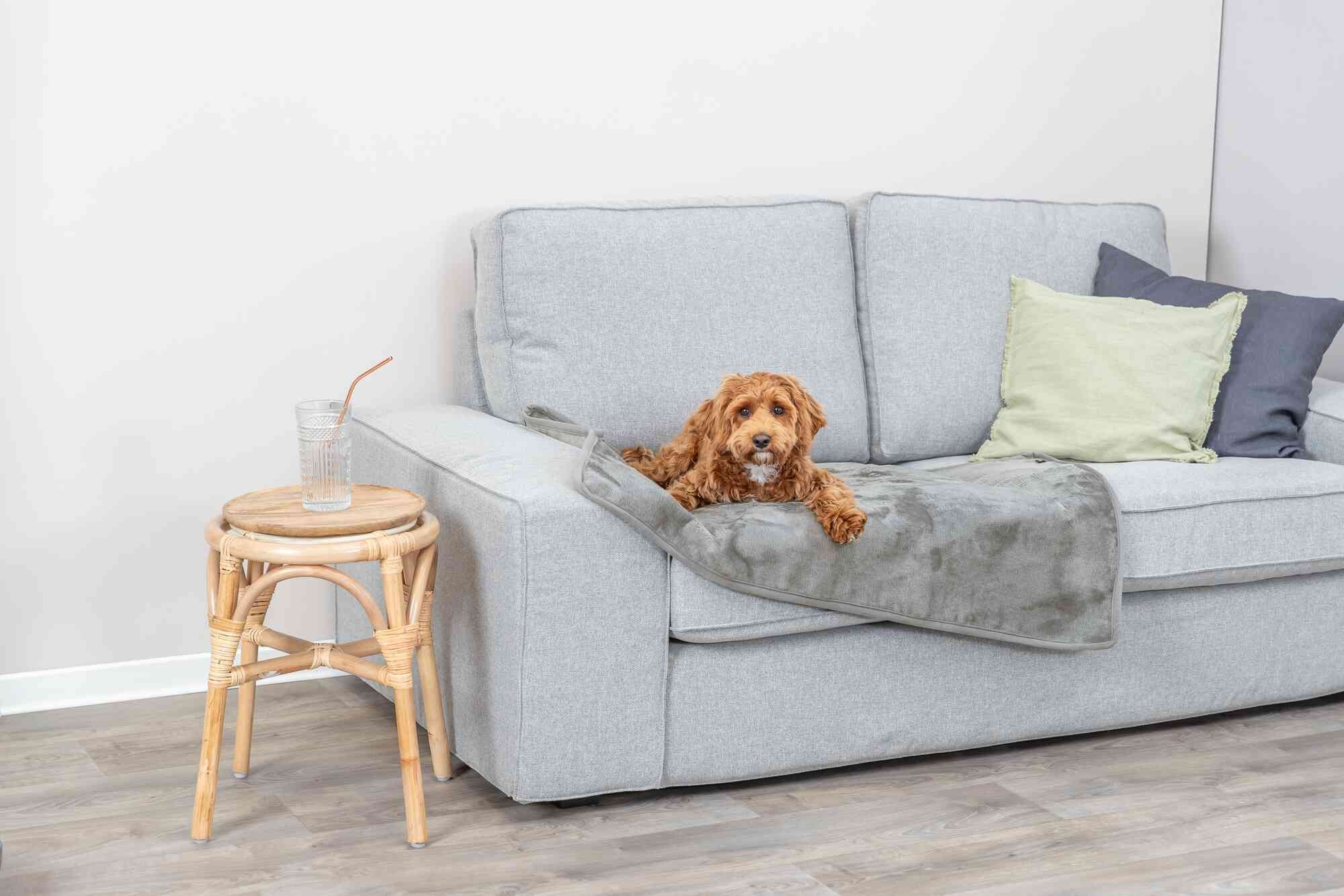 Hoe houd je je bank schoon met een hond in huis? De voordelen van een hondendeken