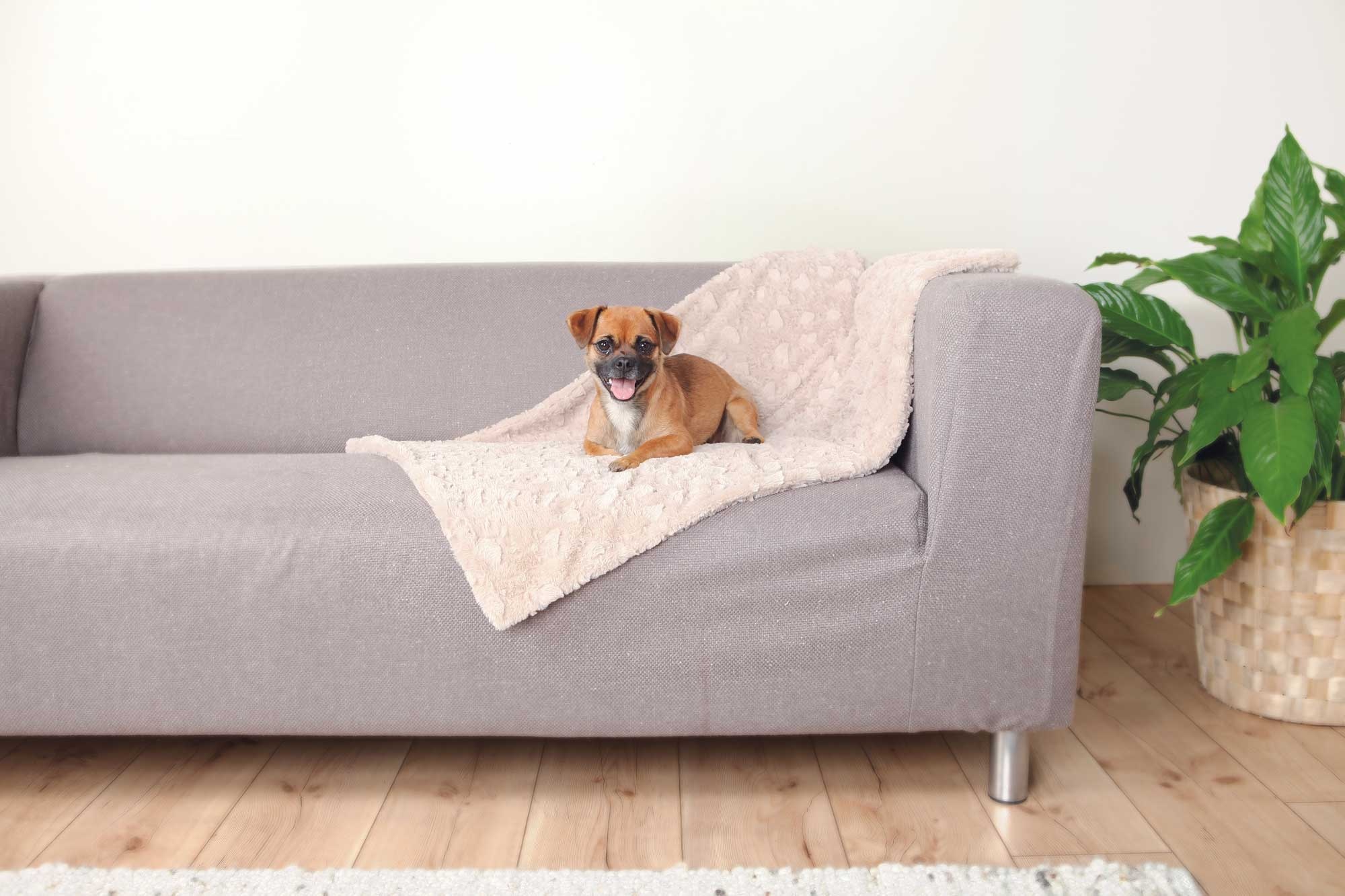 Hondendeken versus hondenkleed: Wat is de beste keuze voor op de bank?