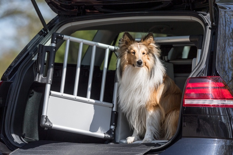 De voordelen van een honden reisbench tijdens lange autoritten