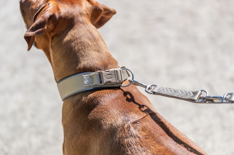 Waarom een brede halsband ideaal is voor sterke honden