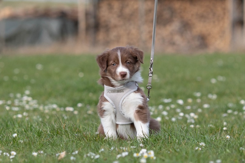 Wat is de beste halsband voor een puppy?