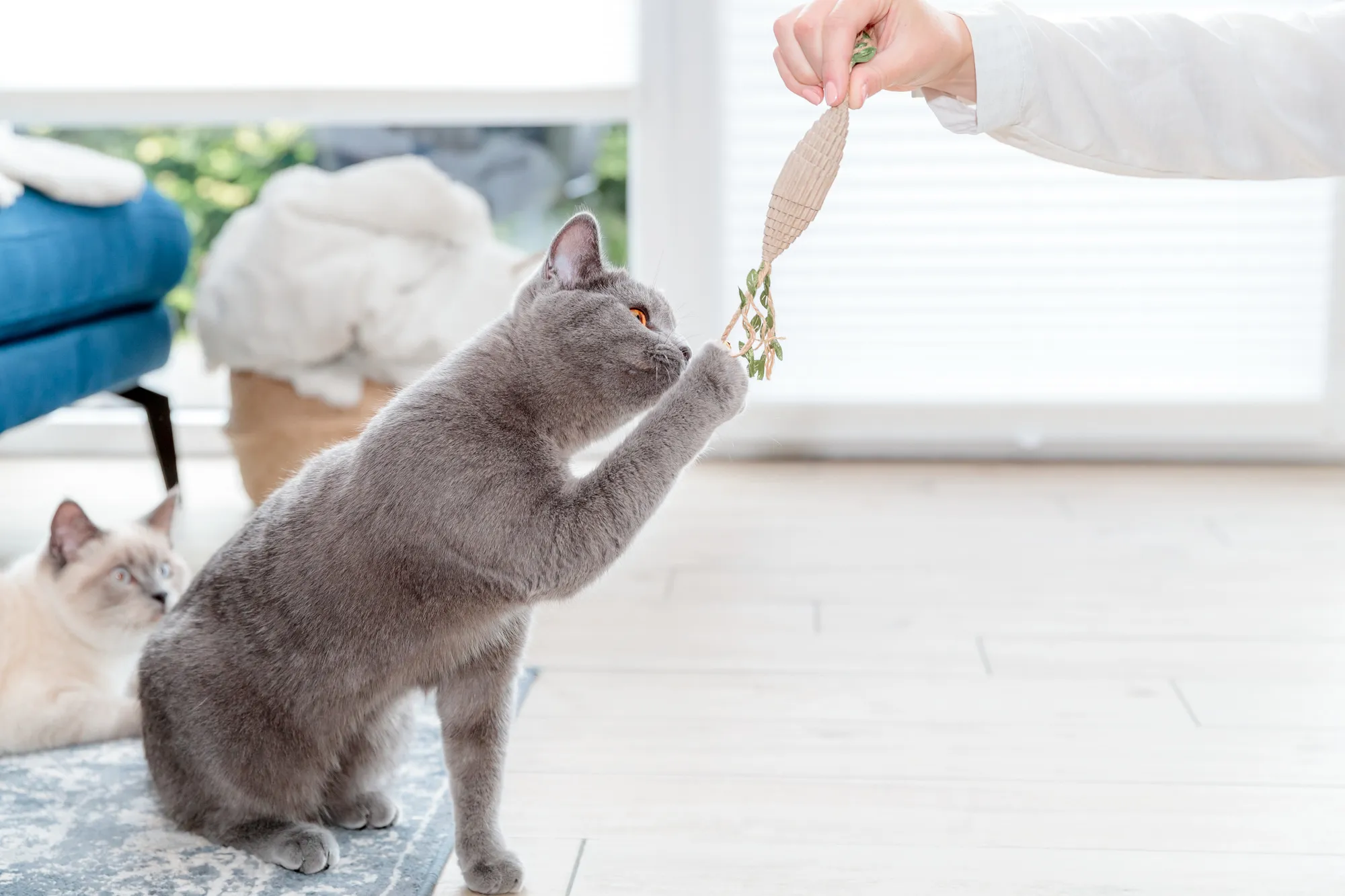 Katten en Geuren: Wat Ze Liever Vermijden