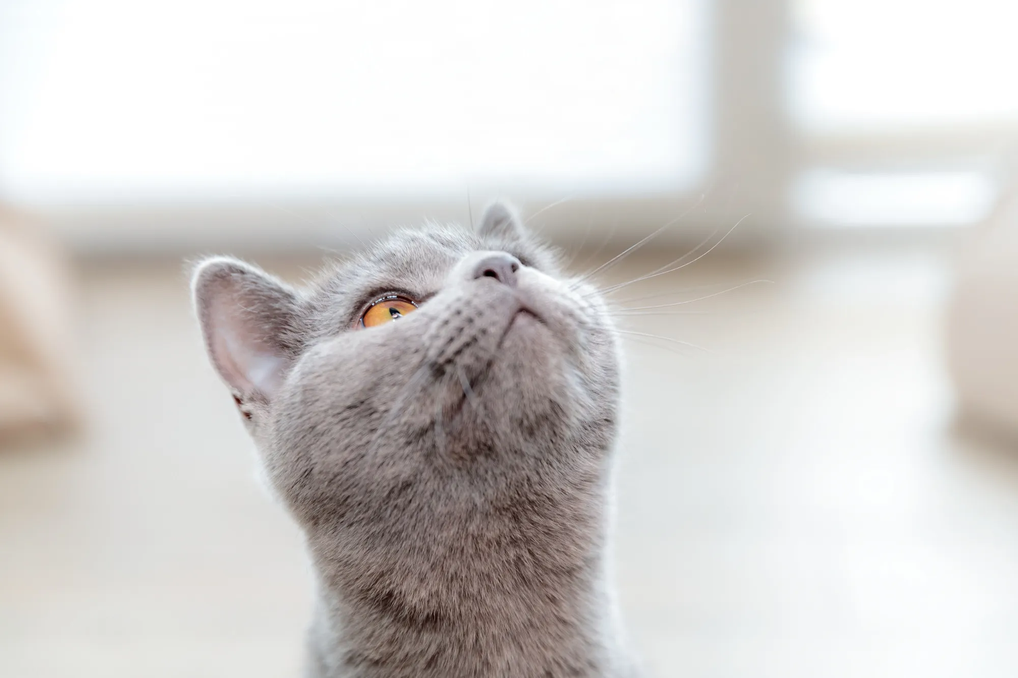 Wat mogen katten als snack?