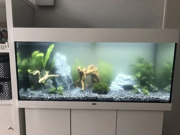 Witte waas in aquarium oplossen