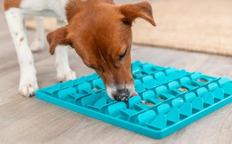 Hond likmat: Waarom is het een must-have voor je hond?