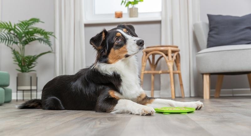 Likmat hond zelf maken: Zo doe je dat!