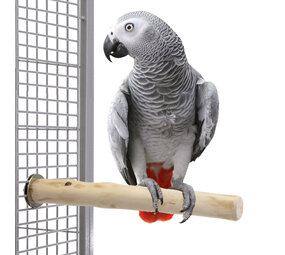 Java Java Zitstok Large 35 cm