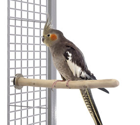 Java Zitstok medium 25 cm