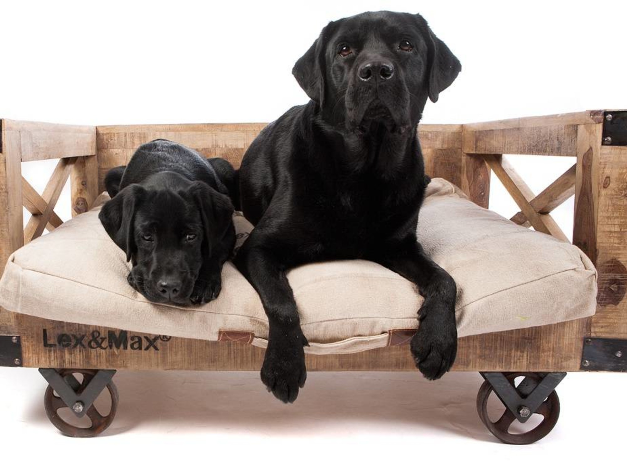 Blog - Een hondenmand van Lex & Max - Pets Gifts