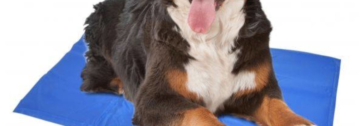 Geef je hond de juiste verkoeling met onze koelmat hond Geef je hond de juiste verkoeling met onze koelmat hond