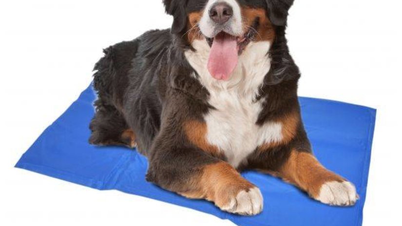 Geef je hond de juiste verkoeling met onze koelmat hond