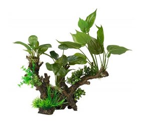 Aqua Della Flora Scape 3 Aqua Della Flora Scape 3