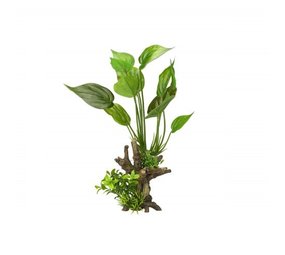 Aqua Della Flora Scape 7 Aqua Della Flora Scape 7