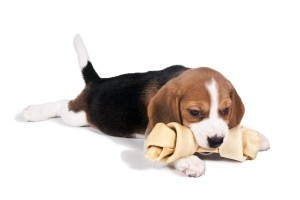 Hondensnack kopen is gezond voor je hond. Hondensnack kopen is gezond voor je hond.