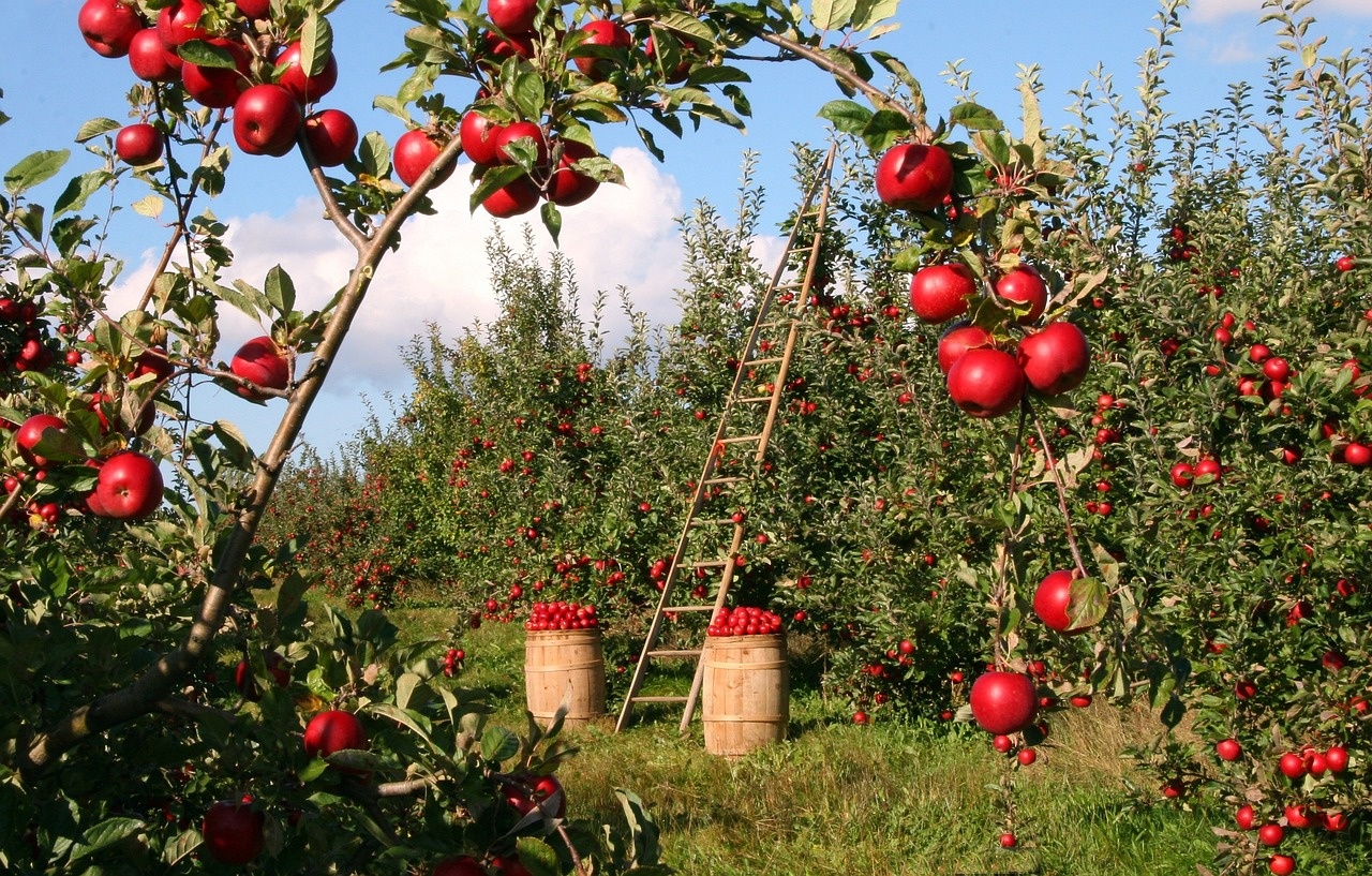 TISSO natuurlijke voedingssupplementen