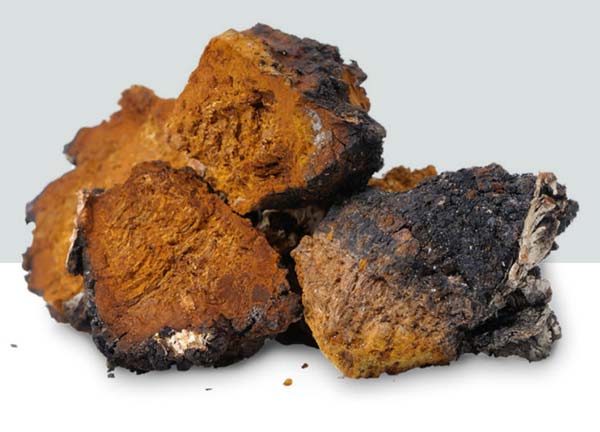 Chaga
