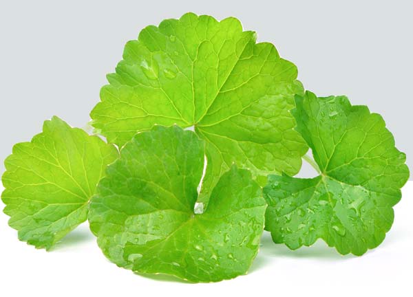 Gotu Kola