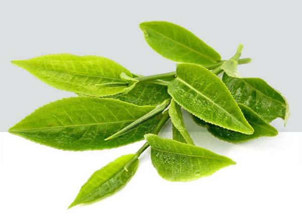 Groene Thee Extract