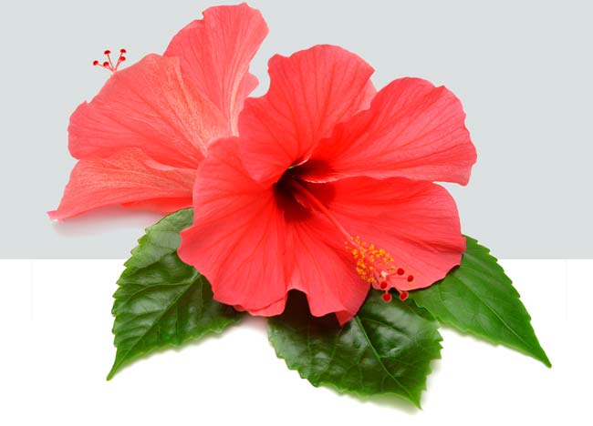 Hibiscus Extract