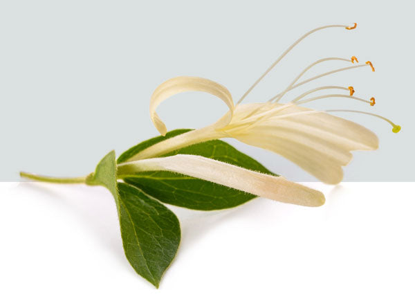 Honeysuckle