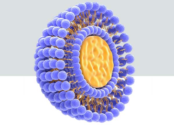Liposome