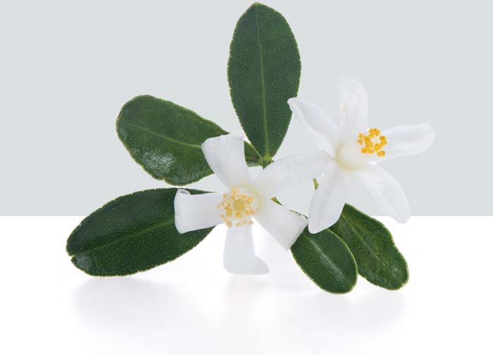 Neroli