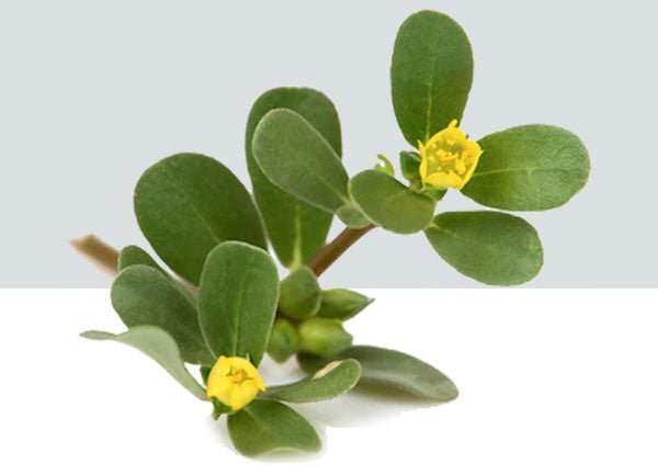 Purslane