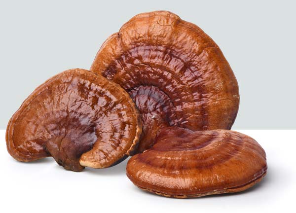 Reishi