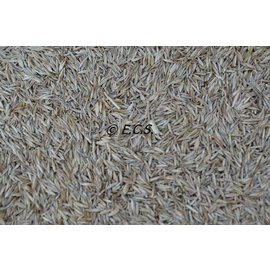 Grass seeds ECS Special