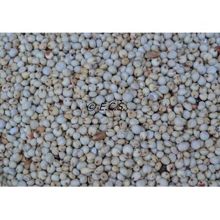 1kg White Dari