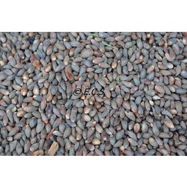 1kg Medium Cypress Pine Seed