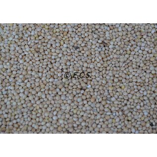1 kg Hirse Weiß