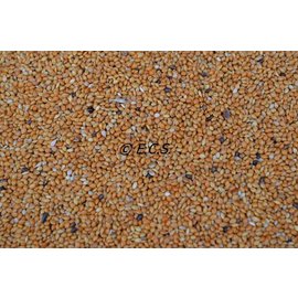 1kg Panicum Rood