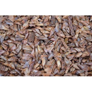 1kg Spruce Seeds Fine Soft