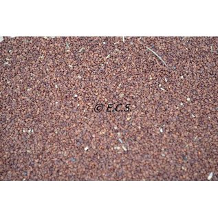 1kg Evening Primrose Seed