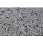 1kg White Sunflower