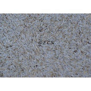 1kg Lettuce seed White