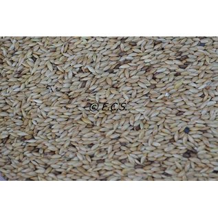 1kg Canary seed