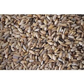 1kg Marie Thistle seed