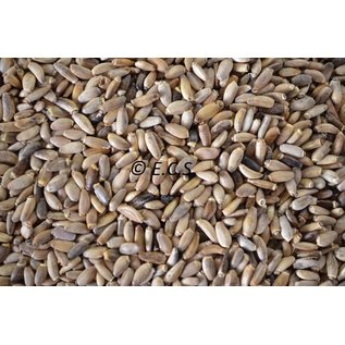 1kg Marie Thistle seed