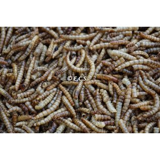 Ecs Dried mealworms