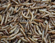 Insects dried
