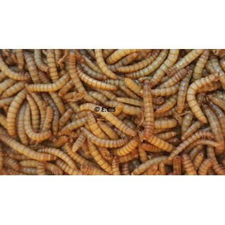Ecs Levende meelwormen 1 kilo