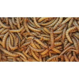 Ecs Levende meelwormen 100 gram