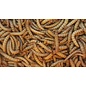 Ecs Levende meelwormen 100 gram